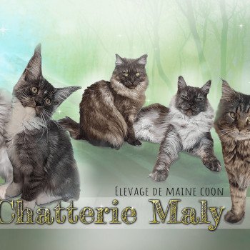 Chatterie Maly