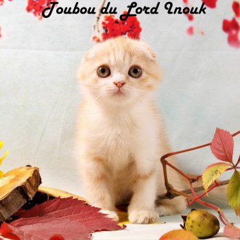 Toubou du Lord Inouk Mâle Scottish Fold