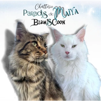 Chatterie du Paradis de Maïya & Blam's Coon