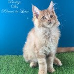 Prestige Des Princes De Loire Mâle Maine coon