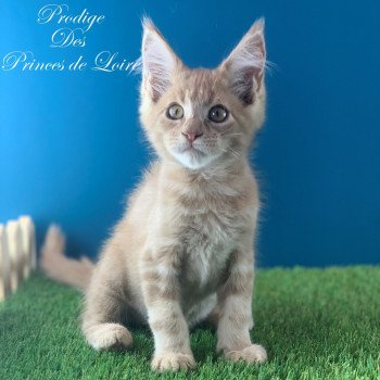 Prodige Des Princes De Loire Mâle Maine coon