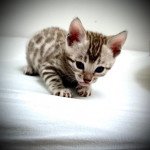 Little Jungle Talya Femelle Bengal Little Jungle Talya Femelle Bengal