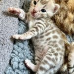 Little Jungle Tana Femelle Bengal Little Jungle Tana Femelle Bengal