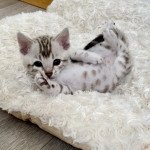 Little Jungle Timon Mâle Bengal Little Jungle Timon Mâle Bengal