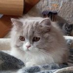 TED Mâle British Longhair TED Mâle British Longhair