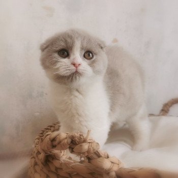 Ugette De Miotasach De Miotasach Femelle Scottish Fold
