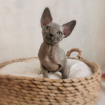 Ursul De Miotasach Mâle Sphynx