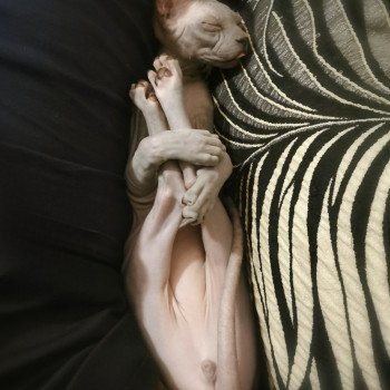 Ursul De Miotasach Mâle Sphynx