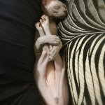Ursul De Miotasach Mâle Sphynx Ursul De Miotasach Mâle Sphynx