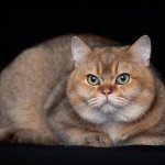 Taran Mâle British Shorthair