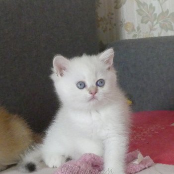 Hillsburry's Uline Femelle British Shorthair