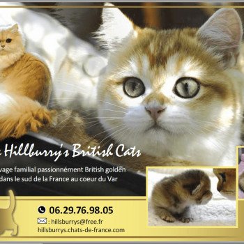 Hillsburry's British Cats