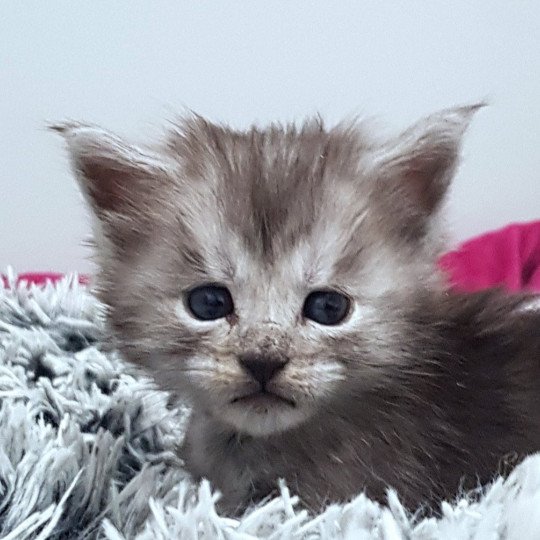 chaton Maine coon black smoke U1 Chatterie Pandemonium black smoke 