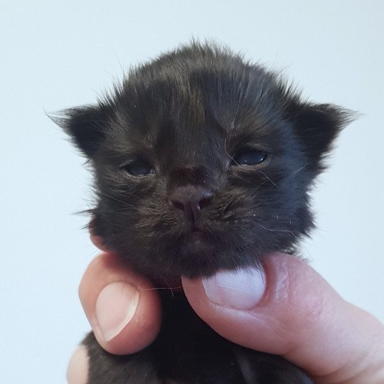 chaton Maine coon black Chatterie Pandemonium black 