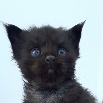 Pandemonium U2 Mâle Maine coon
