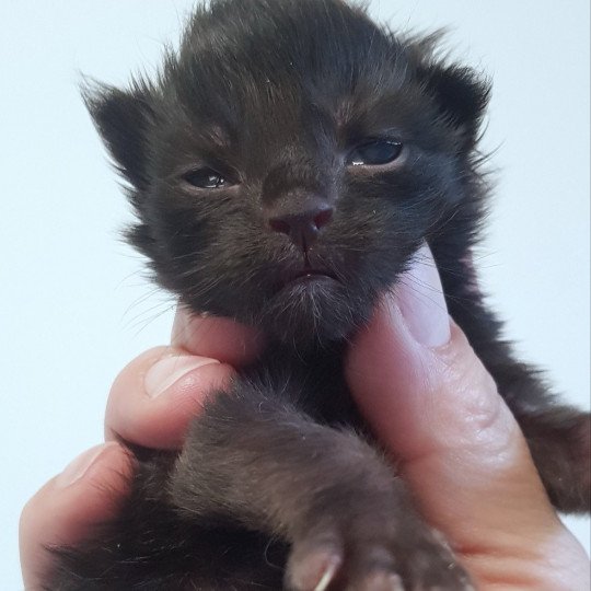 chaton Maine coon black Chatterie Pandemonium black smoke 