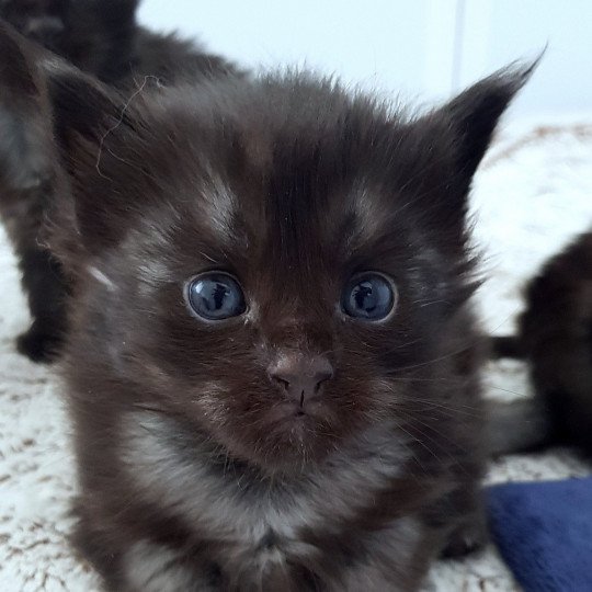 chaton Maine coon black smoke U3 Chatterie Pandemonium black smoke 