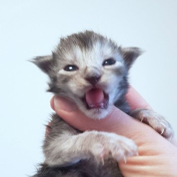 Pandemonium Uma Femelle Maine coon