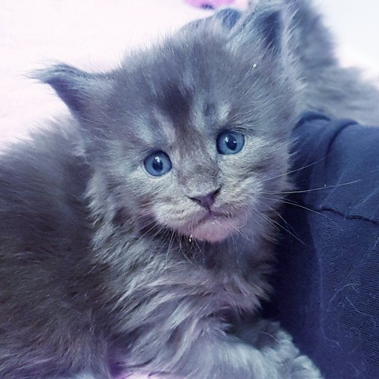 chaton Maine coon blue smoke Chatterie Pandemonium blue smoke 