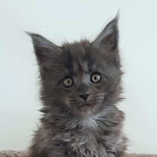 chaton Maine coon blue smoke U'Doll in Blue Velvet Chatterie Pandemonium blue smoke 