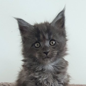 Pandemonium U'Doll in Blue Velvet Femelle Maine coon