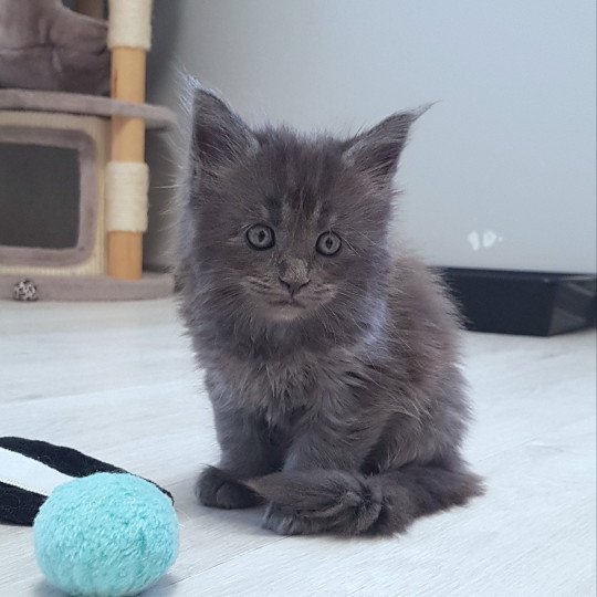 chaton Maine coon blue smoke U'Doll in Blue Velvet Chatterie Pandemonium blue smoke 