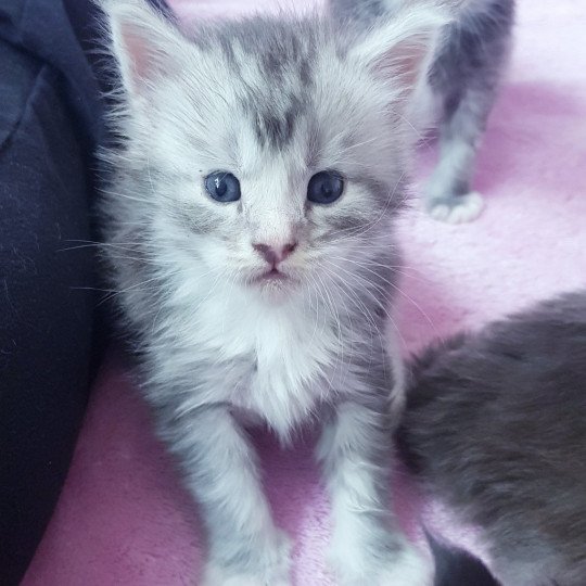 chaton Maine coon blue silver ticked tabby & blanc Chatterie Pandemonium blue silver ticked tabby & blanc