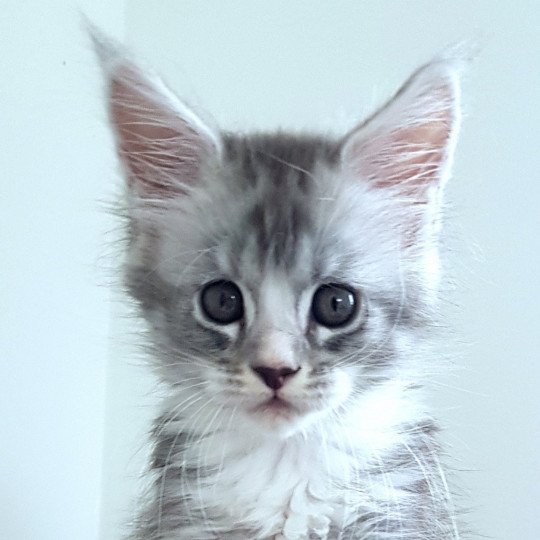 chaton Maine coon blue silver ticked tabby & blanc U2 Chatterie Pandemonium blue silver ticked tabby & blanc