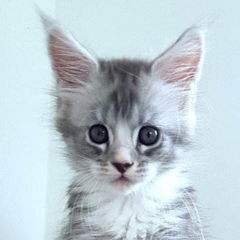 Pandemonium U'Angel Nova Femelle Maine coon