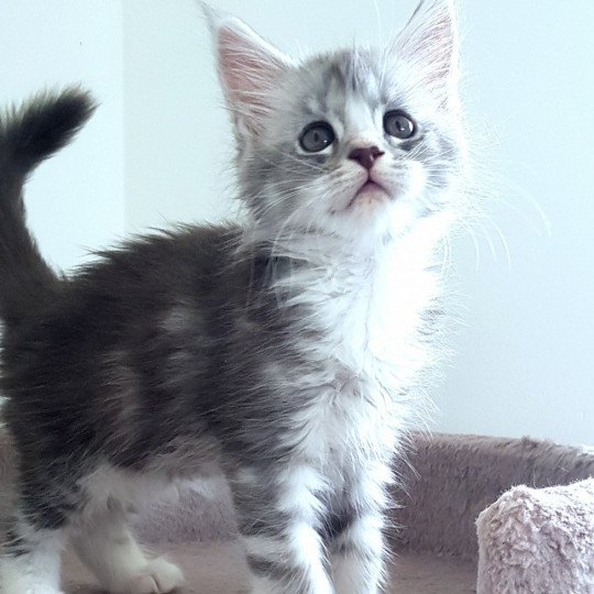 chaton Maine coon blue silver ticked tabby & blanc U2 Chatterie Pandemonium blue silver ticked tabby & blanc