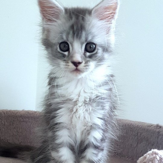 chaton Maine coon blue silver ticked tabby & blanc U2 Chatterie Pandemonium blue silver ticked tabby & blanc