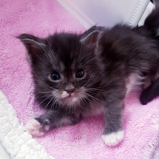 chaton Maine coon black smoke & blanc Chatterie Pandemonium black smoke & blanc