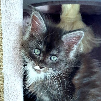 Pandemonium U know what Mâle Maine coon