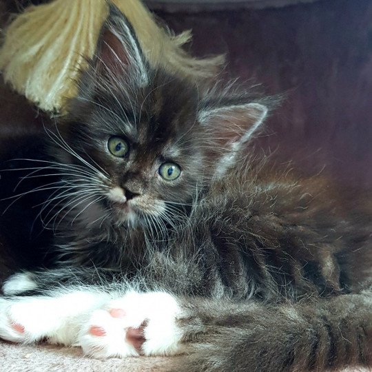 chaton Maine coon black smoke & blanc U3 Chatterie Pandemonium black smoke & blanc