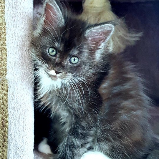 chaton Maine coon black smoke & blanc U3 Chatterie Pandemonium black smoke & blanc