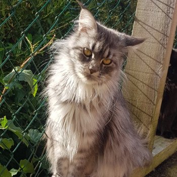 Pandemonium U'Alien Femelle Maine coon