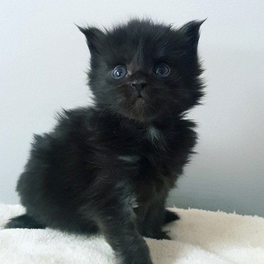 chaton Maine coon black Chatterie Pandemonium black 