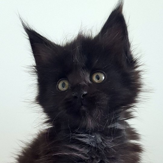chaton Maine coon black Umanji Chatterie Pandemonium black 