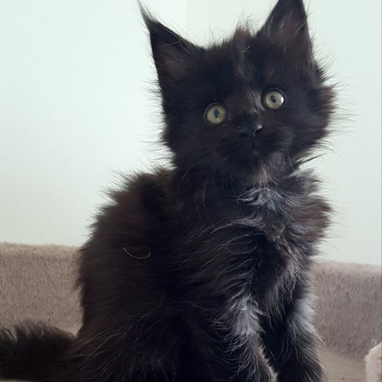 chaton Maine coon black Umanji Chatterie Pandemonium black 