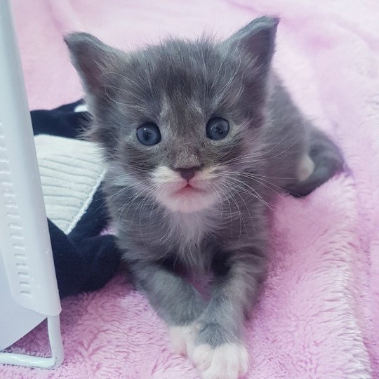 chaton Maine coon blue smoke & blanc Chatterie Pandemonium blue smoke & blanc