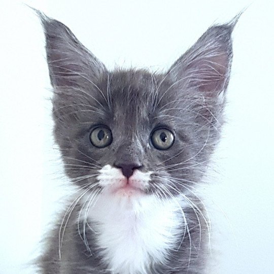 chaton Maine coon blue smoke & blanc U6 Chatterie Pandemonium blue smoke & blanc