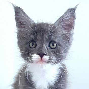 Pandemonium U6 Mâle Maine coon