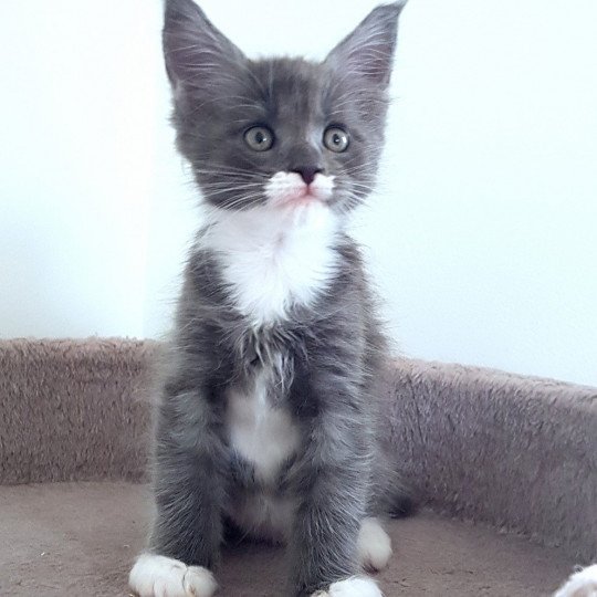 chaton Maine coon blue smoke & blanc U6 Chatterie Pandemonium blue smoke & blanc