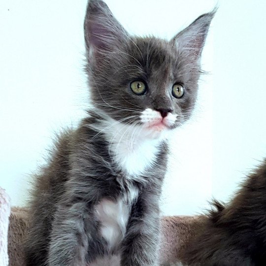 chaton Maine coon blue smoke & blanc U6 Chatterie Pandemonium blue smoke & blanc