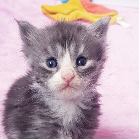 chaton Maine coon black smoke & blanc Chatterie Pandemonium blue smoke & blanc