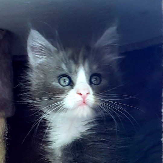 chaton Maine coon blue smoke & blanc U7 Chatterie Pandemonium blue smoke & blanc