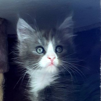 Pandemonium U'Dandy Mâle Maine coon