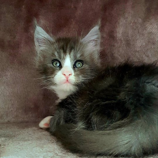 chaton Maine coon blue smoke & blanc U7 Chatterie Pandemonium blue smoke & blanc