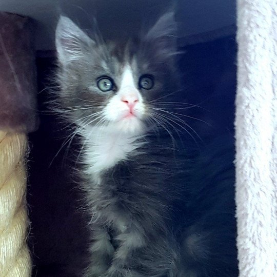 chaton Maine coon blue smoke & blanc U7 Chatterie Pandemonium blue smoke & blanc