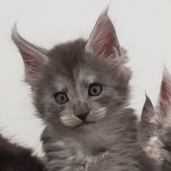 Pandemonium U1 Femelle Maine coon